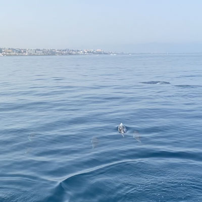 Delfines nadando en el mar
