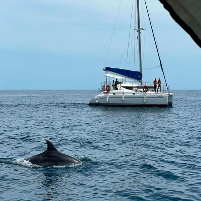 Delfín nadando frente a un catamarán