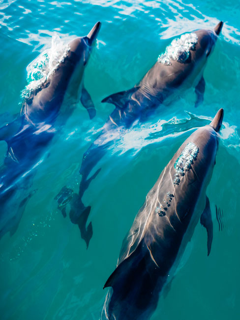 Avistamiento de delfines