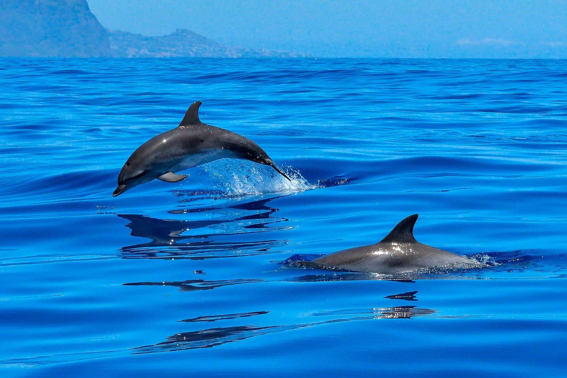 Delfines nadando en el mar
